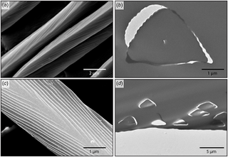 Electron microscopy of silver ant hair. Image: Quentin Willot et al., 2016/PLOS One